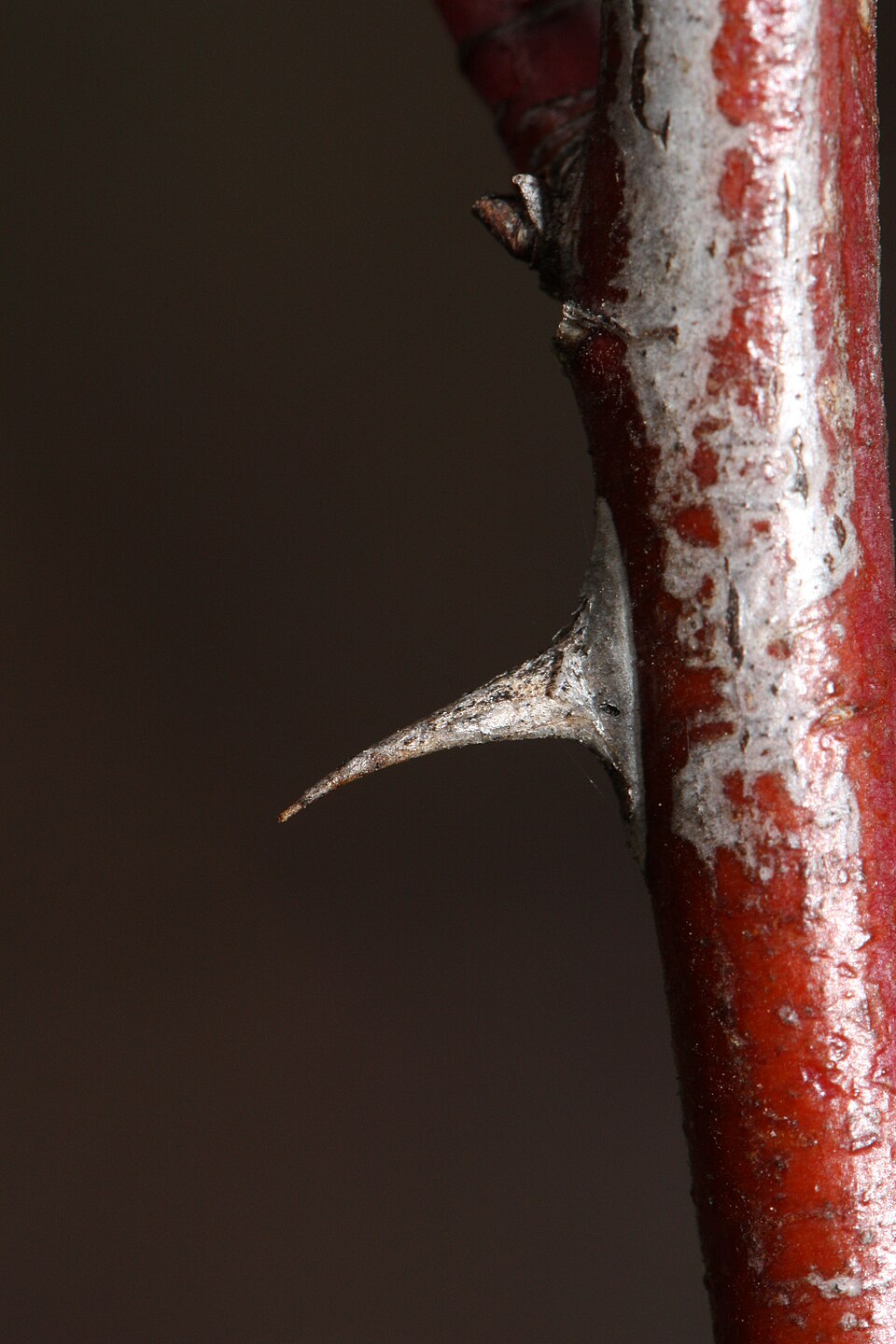 Woods' Rose photo 5
