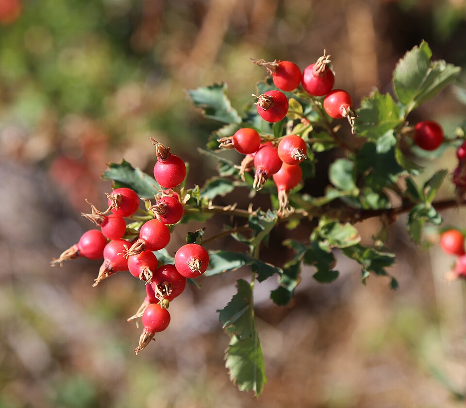 Woods' Rose photo 6