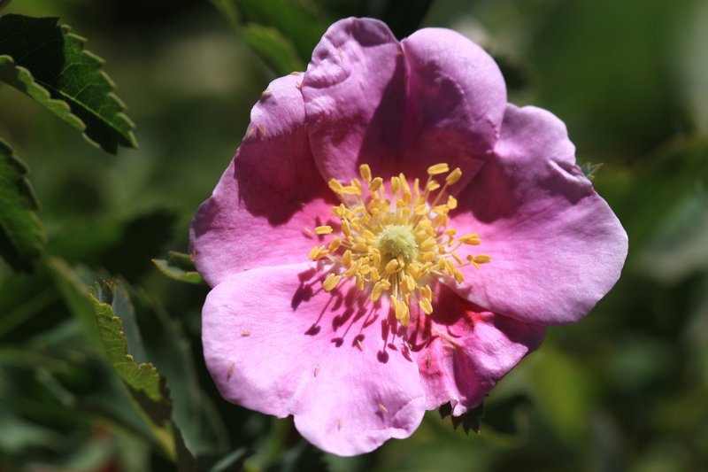 Woods' Rose photo 7