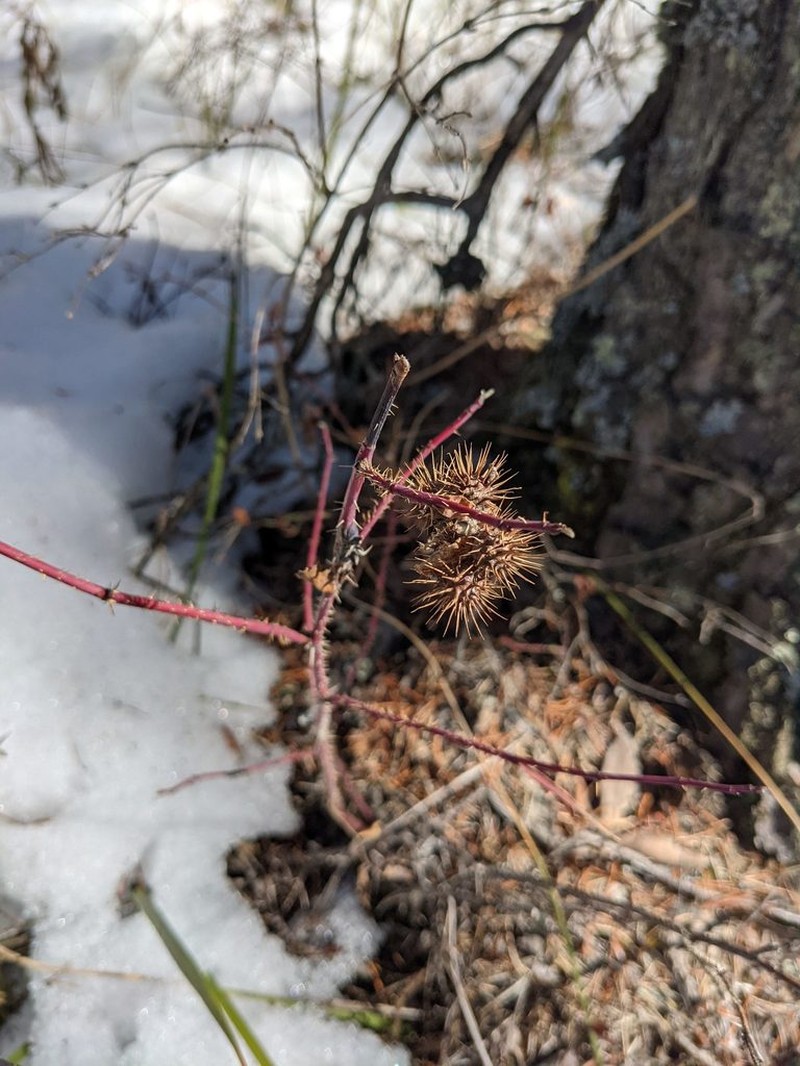 Woods' Rose photo 5