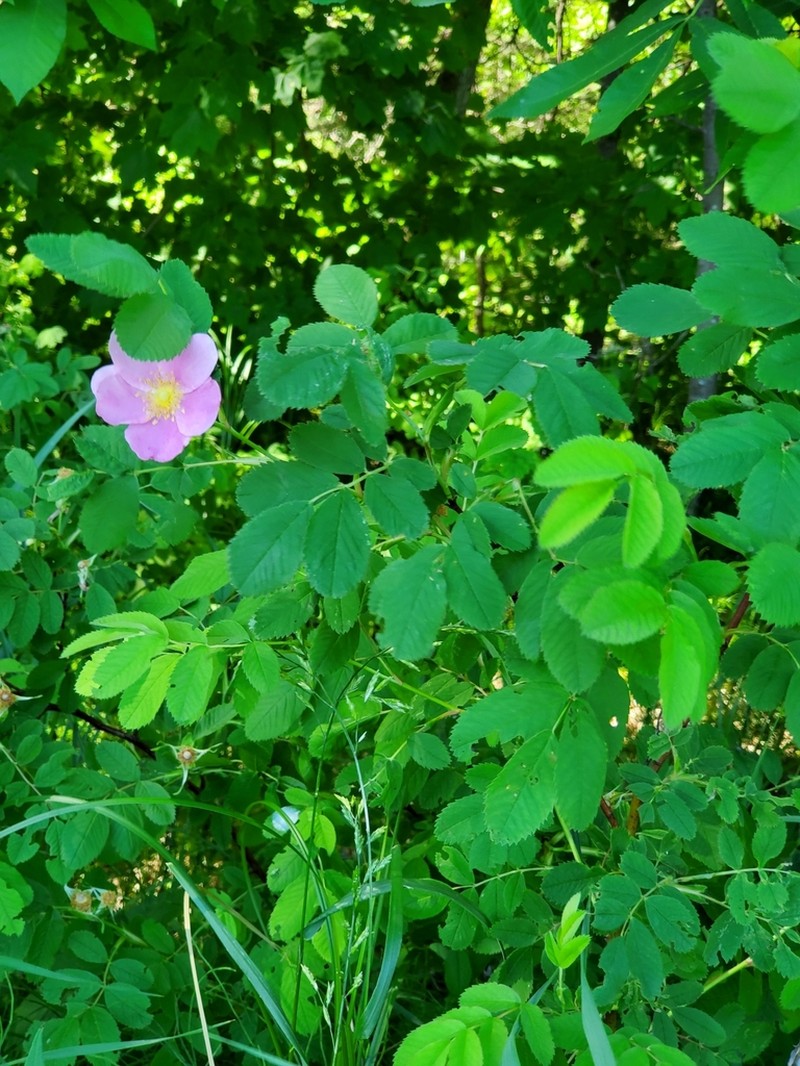 Woods' Rose photo 6