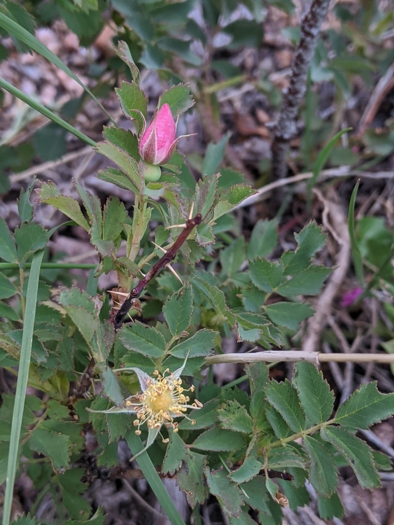 Woods' Rose photo 7