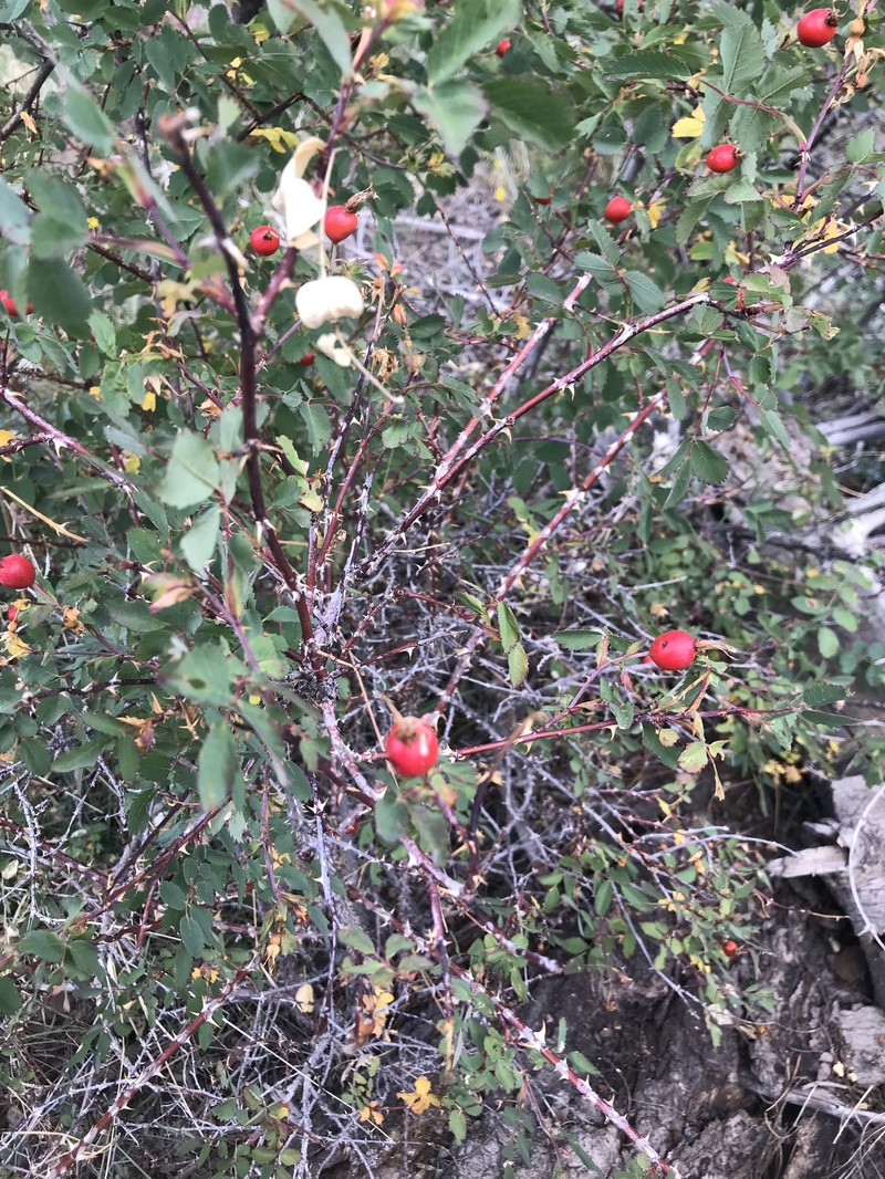 Rosa woodsii subsp. arizonica photo 2