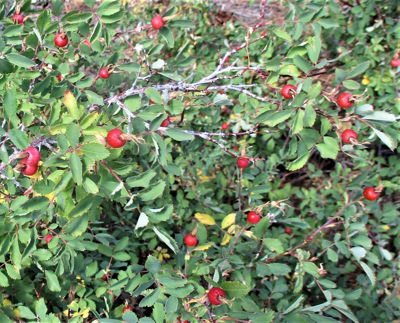Rosa woodsii subsp. arizonica photo 3