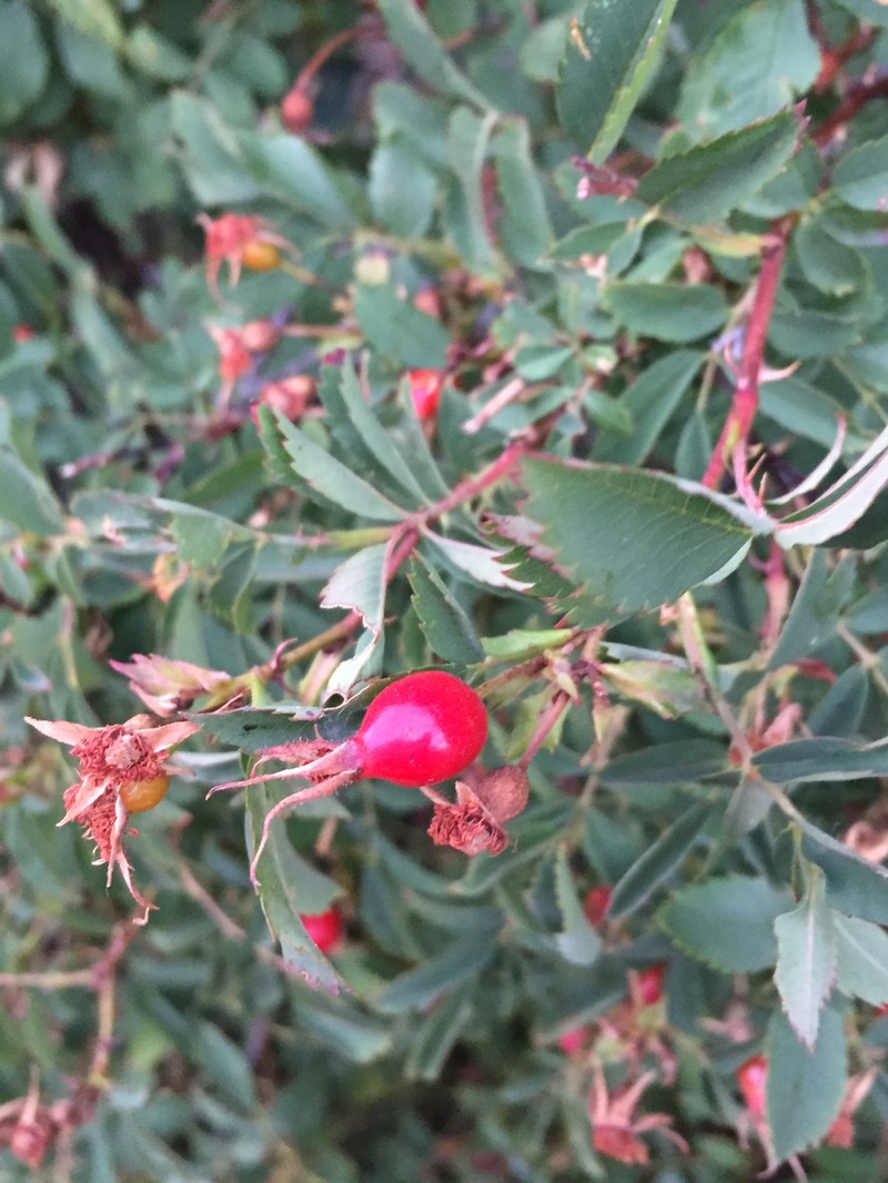 Rosa woodsii subsp. arizonica photo 4