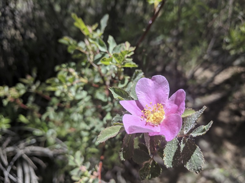Rosa woodsii subsp. arizonica photo 5