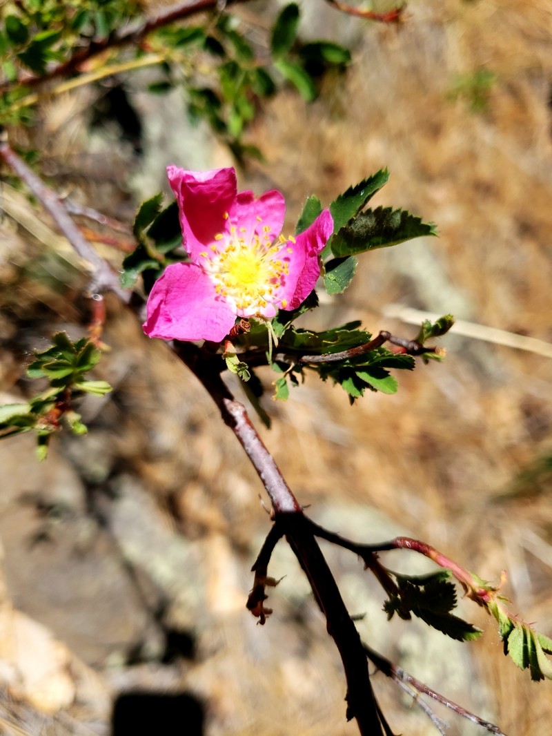 Rosa woodsii subsp. arizonica photo 6