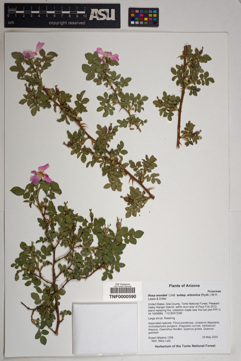 Rosa woodsii subsp. arizonica photo 7