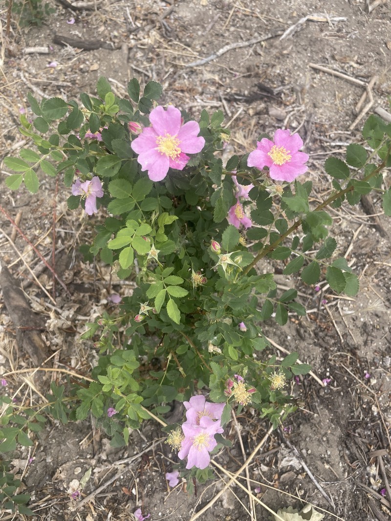 Rosa woodsii subsp. gratissima