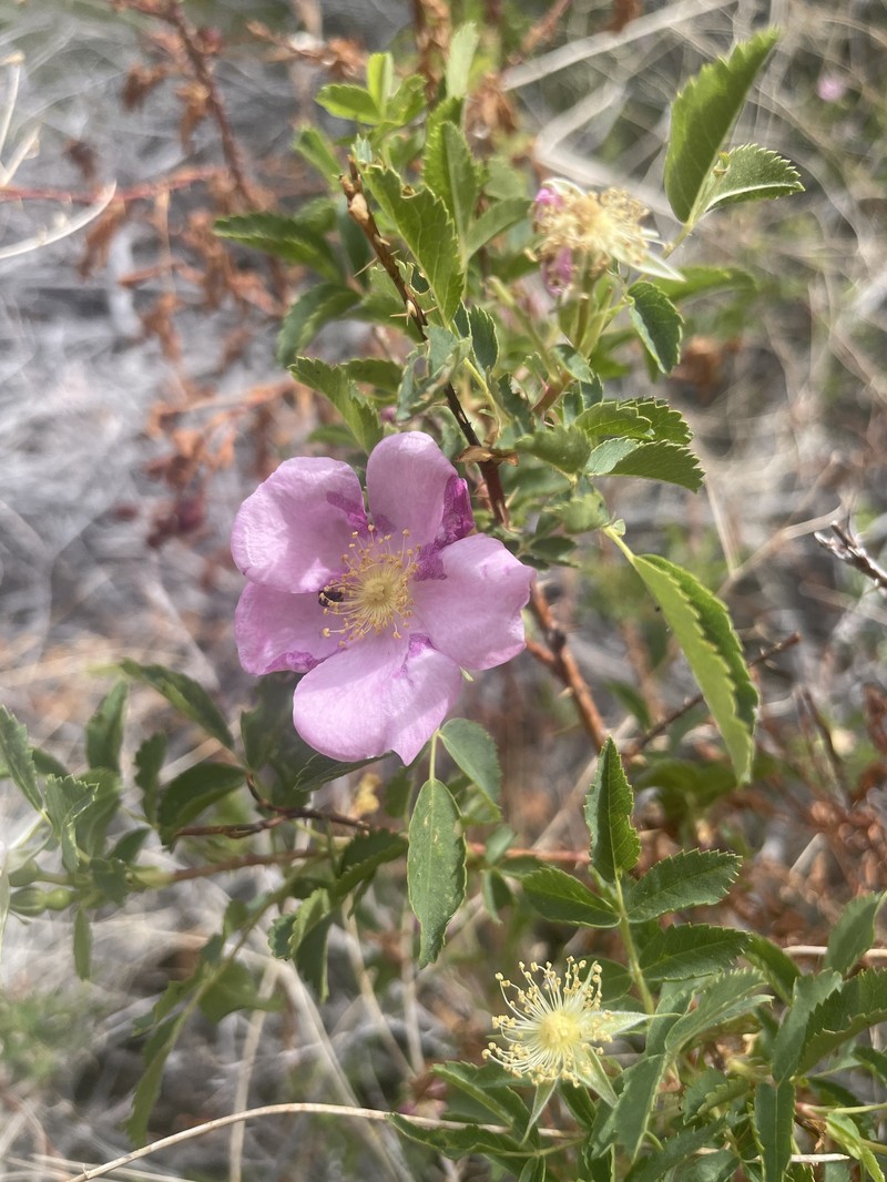 Rosa woodsii subsp. gratissima photo 2