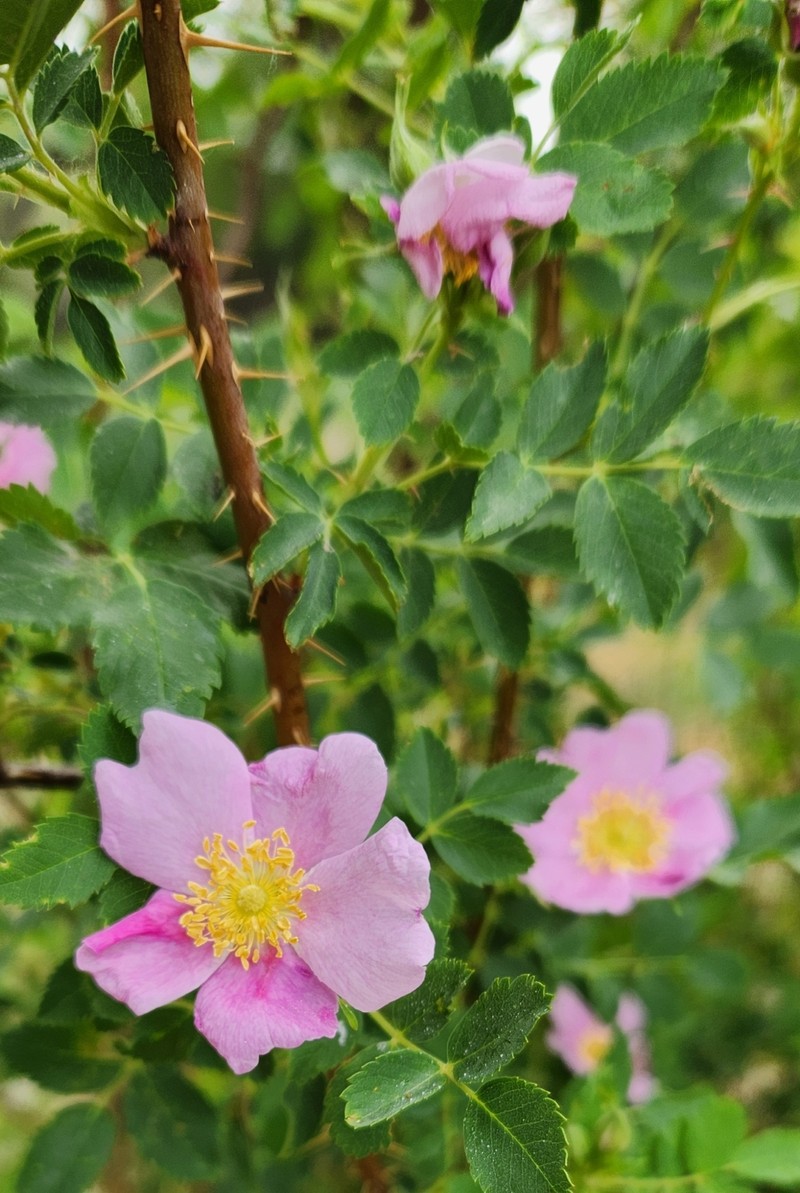 Rosa woodsii subsp. gratissima photo 3