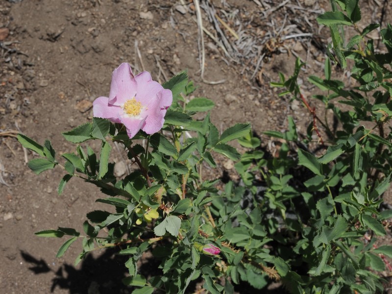 Rosa woodsii subsp. gratissima photo 4