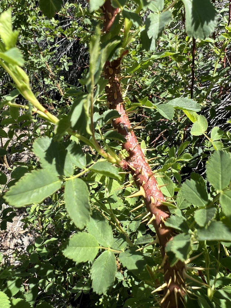 Rosa woodsii subsp. gratissima photo 5