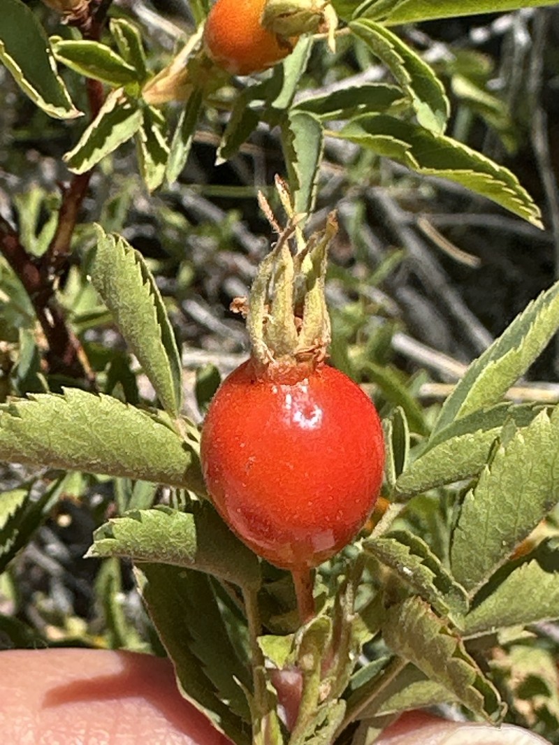 Rosa woodsii subsp. gratissima photo 6