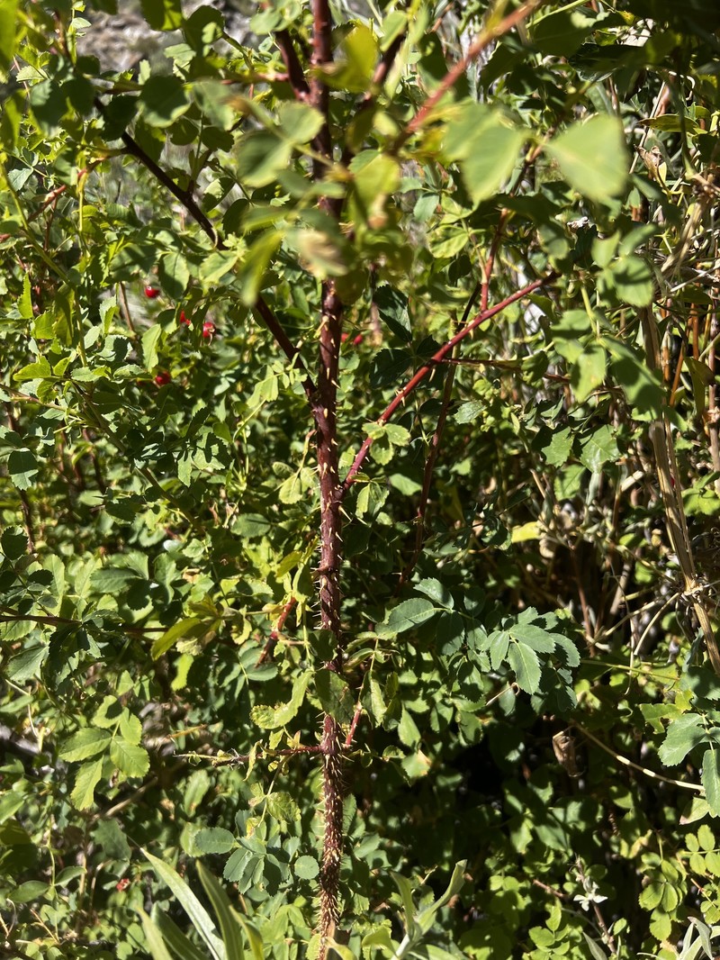 Rosa woodsii subsp. gratissima photo 7