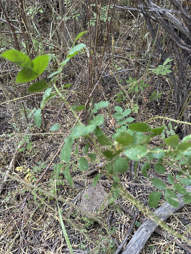 Rosa woodsii subsp. gratissima photo 8