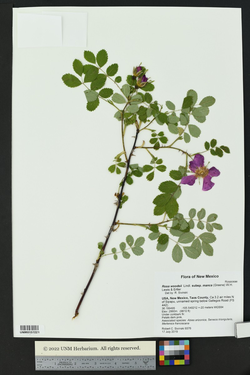 Mancos Rose photo 2