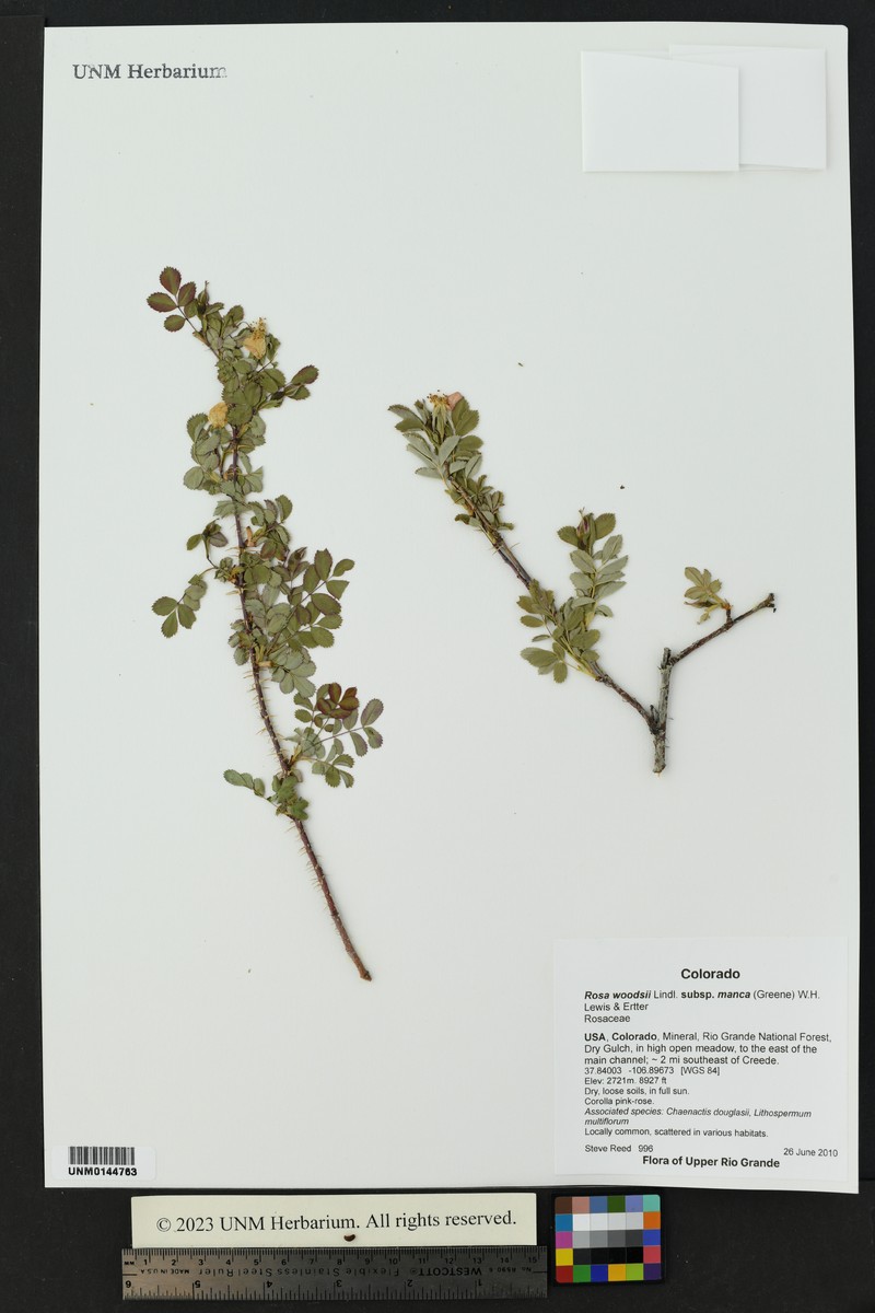 Mancos Rose photo 3
