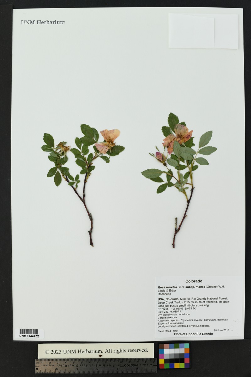 Mancos Rose photo 4
