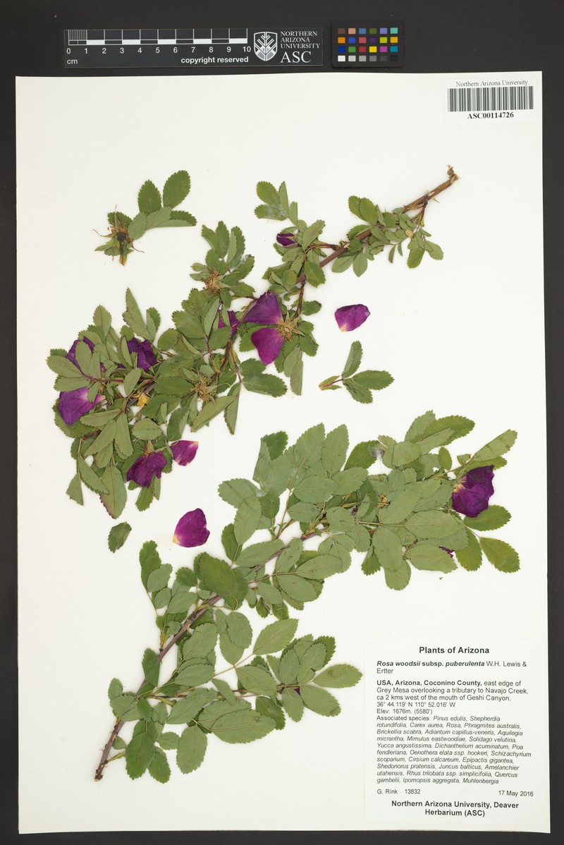 Rosa woodsii subsp. puberulenta photo 4