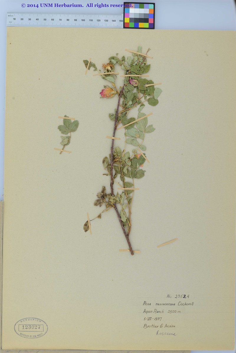 Rosa woodsii subsp. puberulenta photo 5