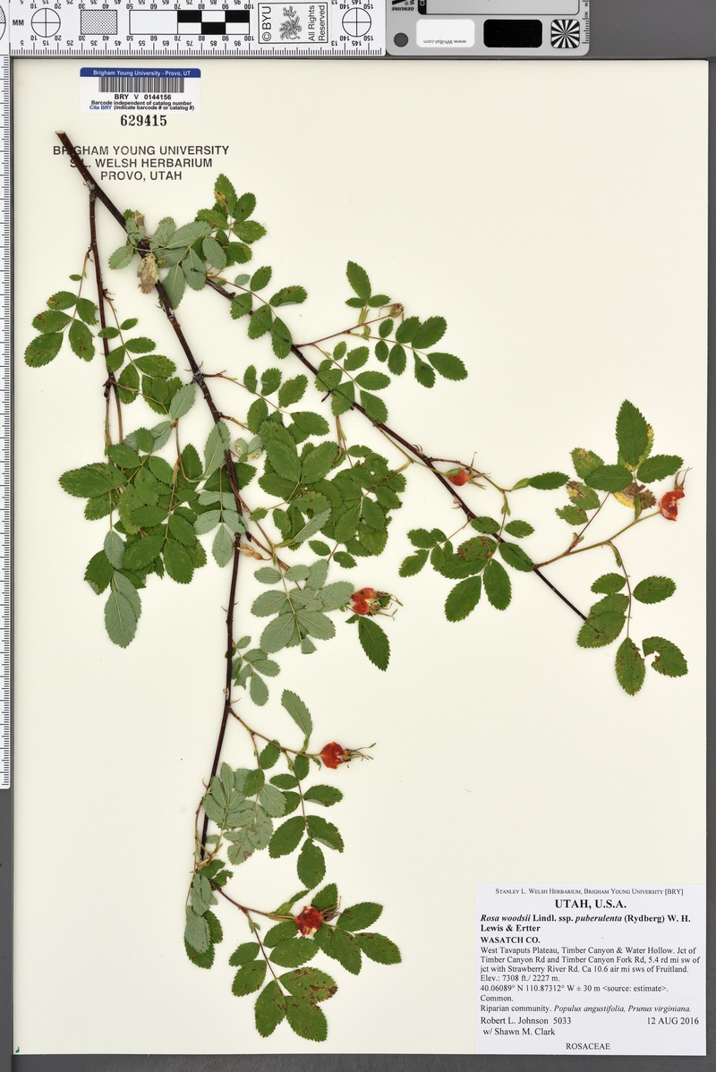 Rosa woodsii subsp. puberulenta