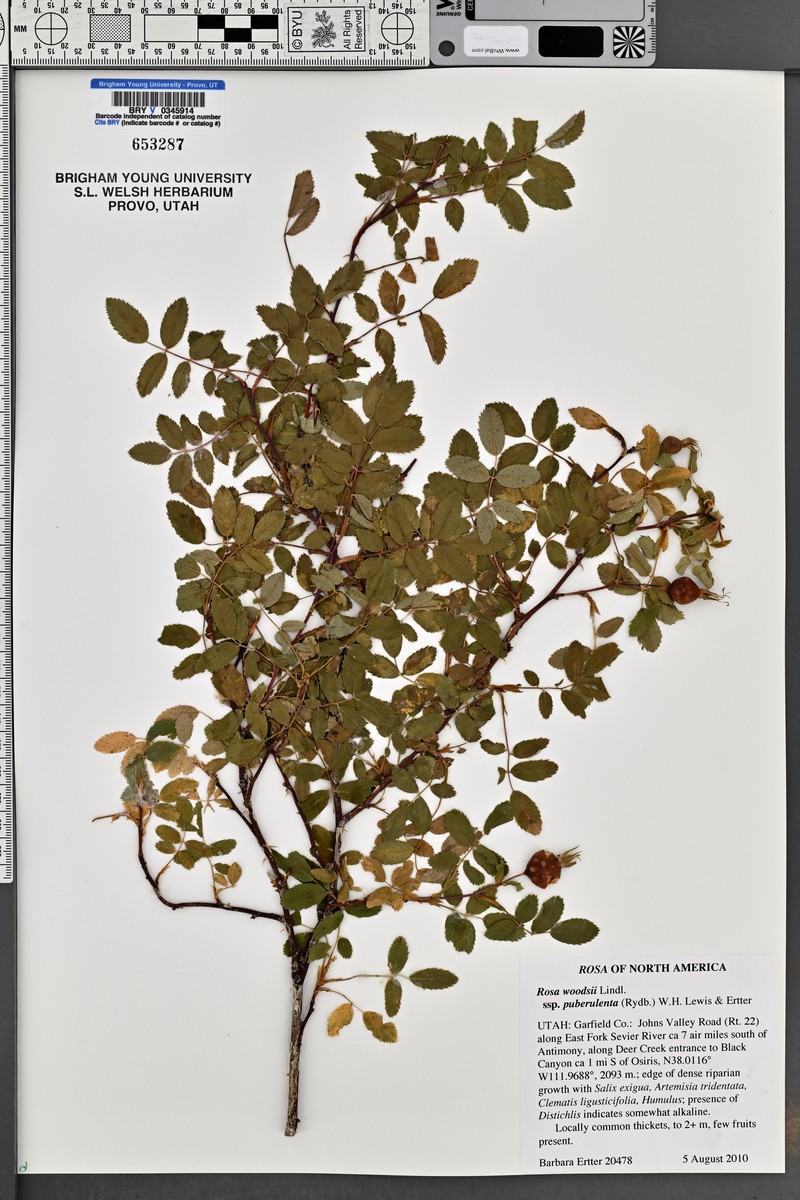Rosa woodsii subsp. puberulenta photo 2