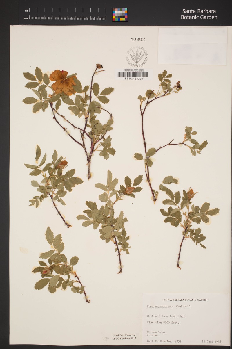 Rosa woodsii subsp. puberulenta photo 3