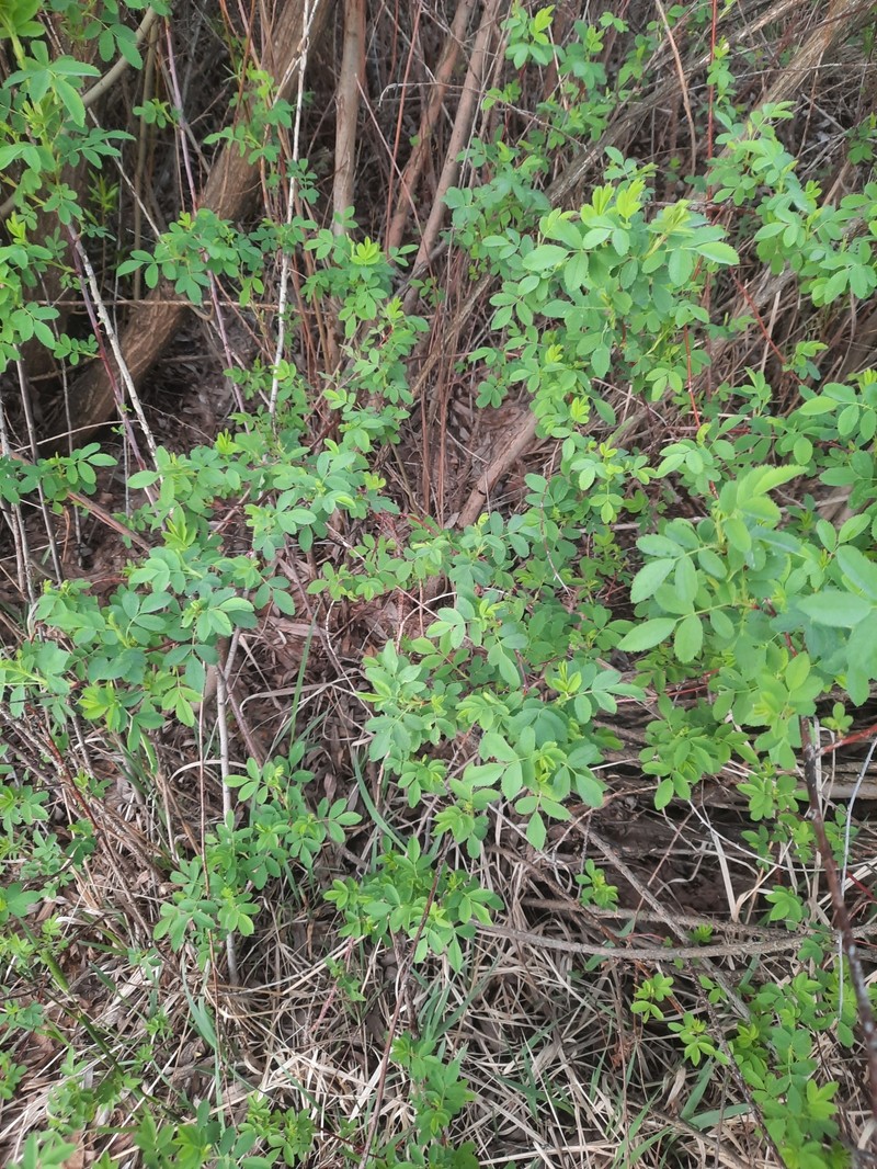 Rosa woodsii subsp. ultramontana