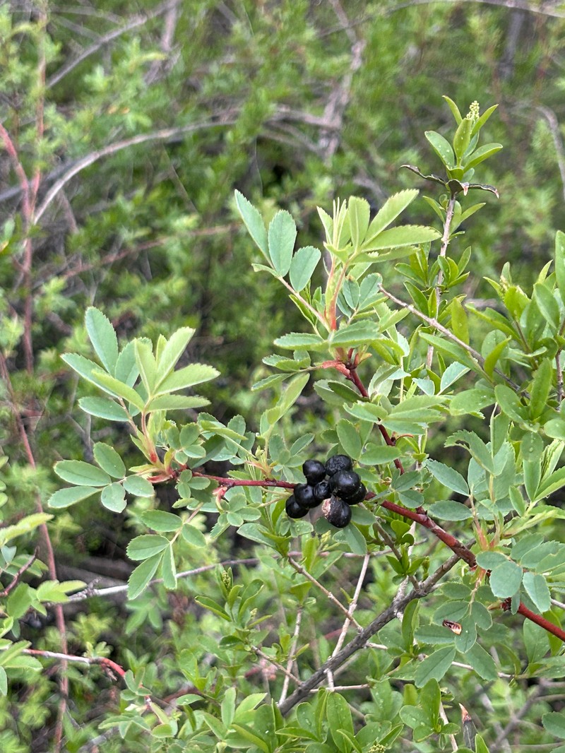 Rosa woodsii subsp. ultramontana photo 2