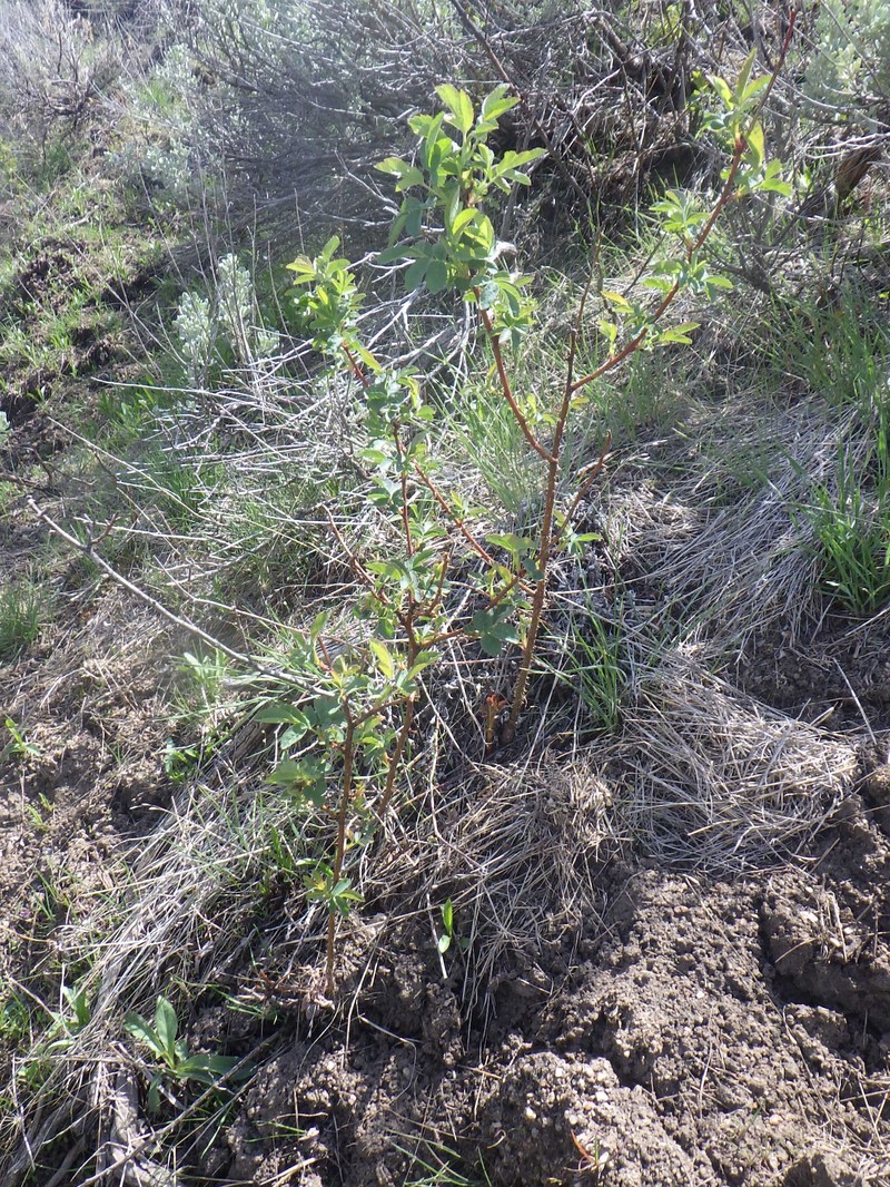 Rosa woodsii subsp. ultramontana photo 3