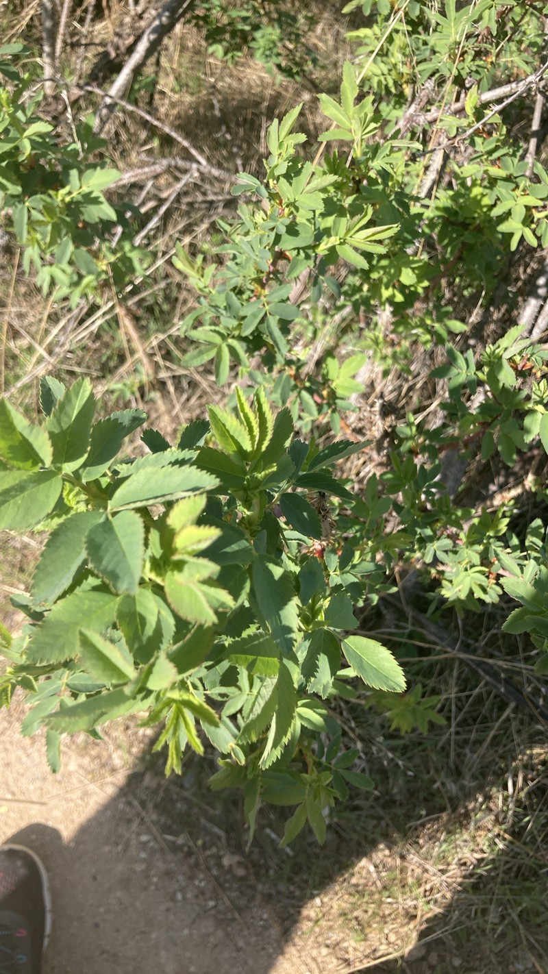 Rosa woodsii subsp. ultramontana photo 4