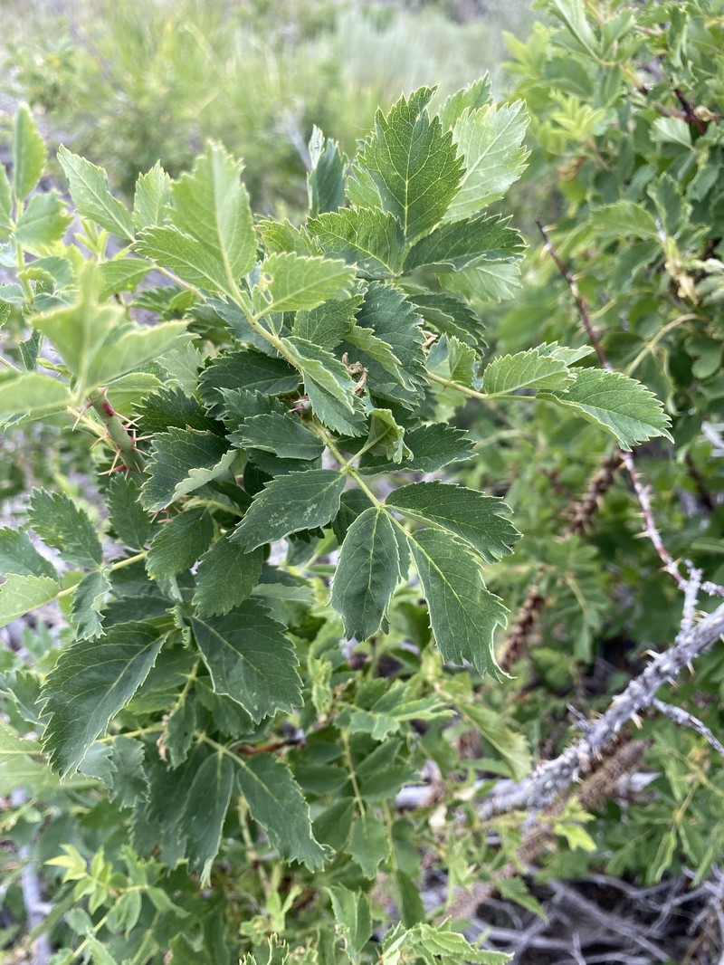 Rosa woodsii subsp. ultramontana photo 5