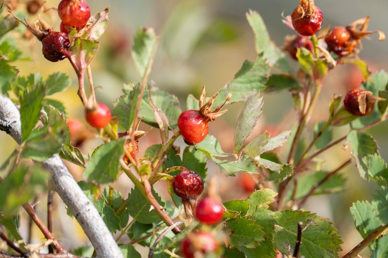 Rosa woodsii subsp. ultramontana photo 7