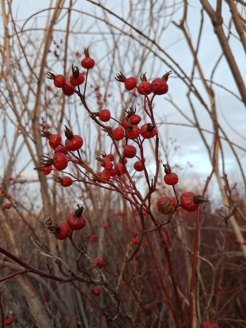 Rosa woodsii subsp. ultramontana photo 8