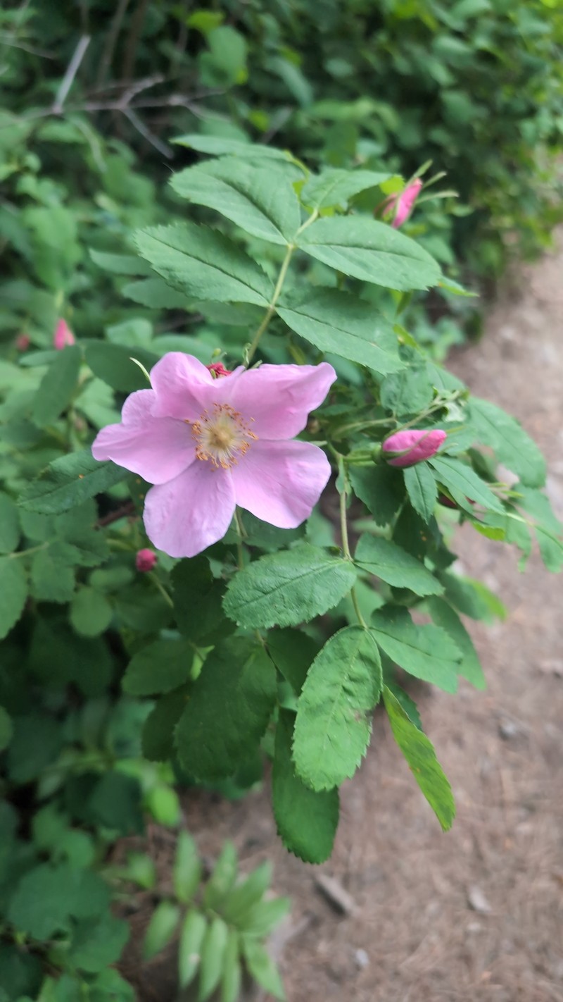 Rosa woodsii subsp. woodsii