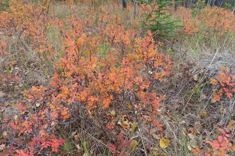 Rosa woodsii subsp. woodsii photo 2
