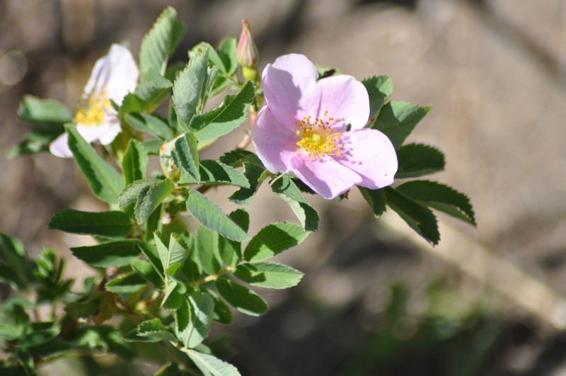 Rosa woodsii subsp. woodsii photo 3