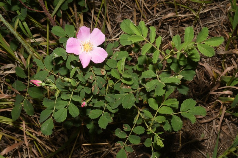 Rosa woodsii subsp. woodsii photo 4