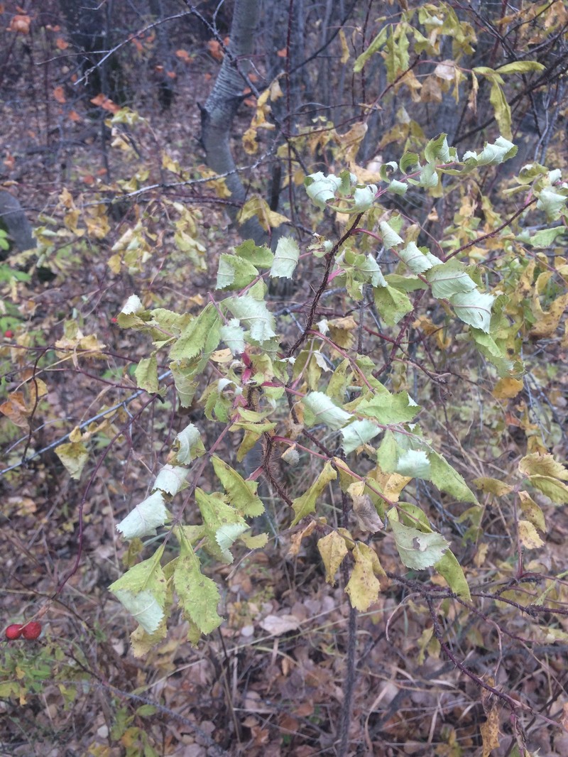 Rosa woodsii subsp. woodsii photo 5