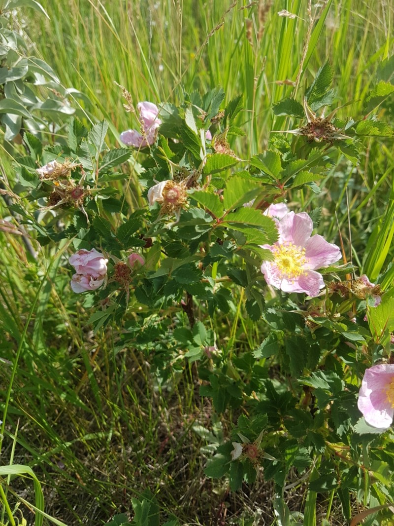 Rosa woodsii subsp. woodsii photo 6