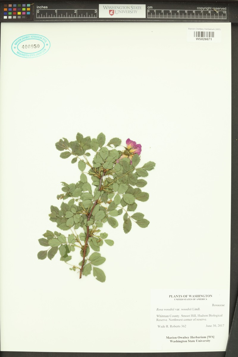 Rosa woodsii subsp. woodsii photo 7