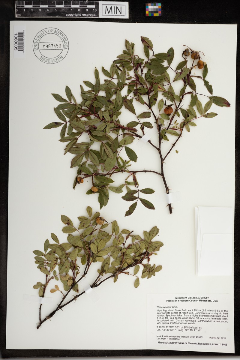 Rosa woodsii subsp. woodsii photo 8