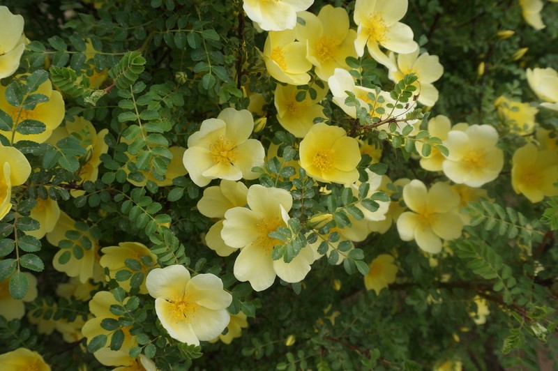 Yellow Rose photo 3