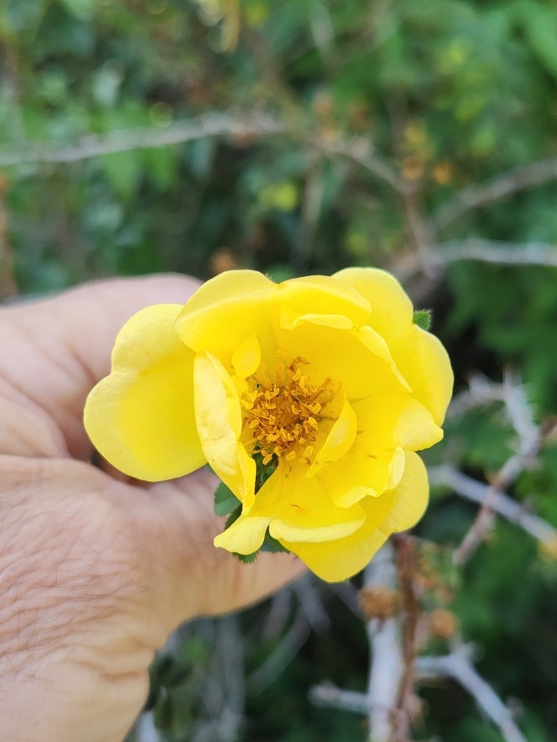 Yellow Rose photo 4