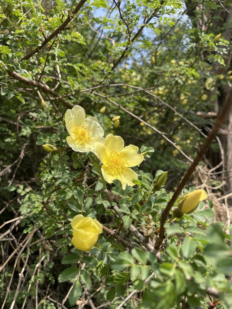 Yellow Rose photo 6