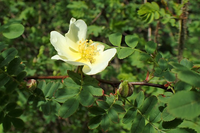 Yellow Rose photo 6