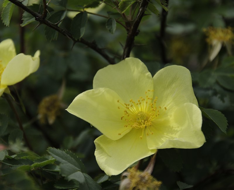 Yellow Rose photo 7