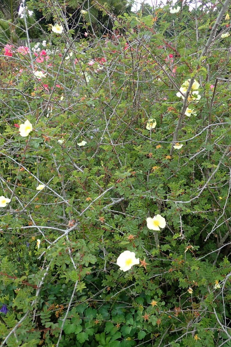 Yellow Rose photo 8