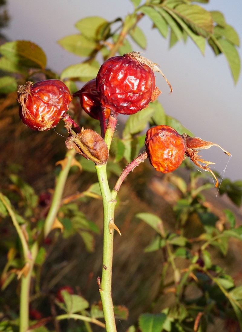 Rosa zalana